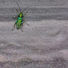 Grüner Scheinbockkäfer (männlich) / False Oil Beetle (male)