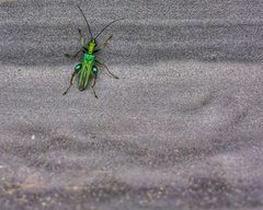 Grüner Scheinbockkäfer (männlich) / False Oil Beetle (male)