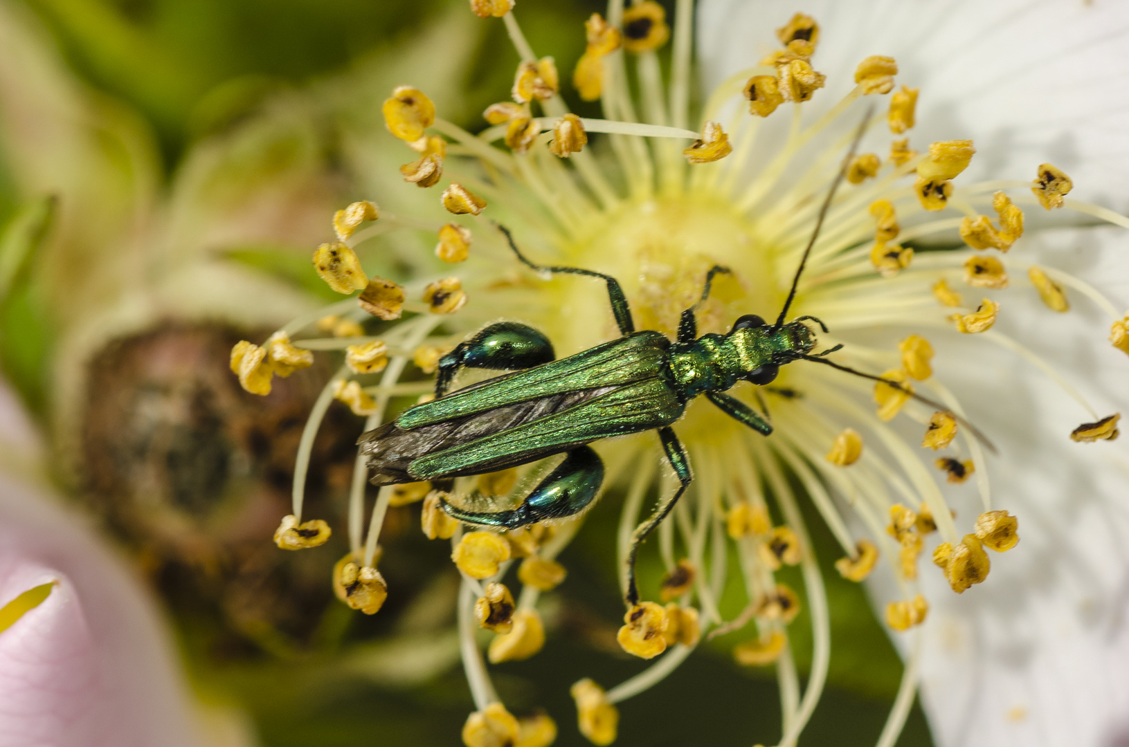 Grüner Scheinbockkäfer (Odemera nobilis)