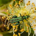 Grüner Scheinbockkäfer (Odemera nobilis)