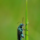 Grüner Scheinbockkäfer ( Oedemera nobilis )