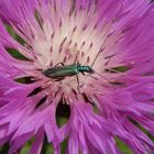 Grüner Scheinbockkäfer Oedemera nobilis