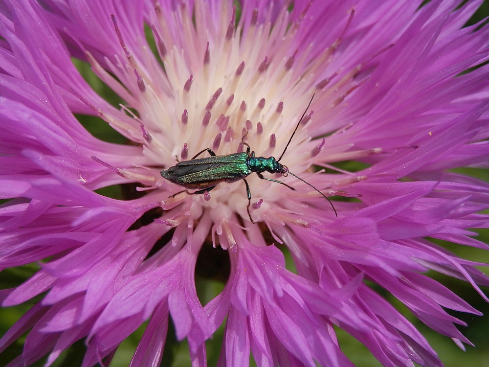 Grüner Scheinbockkäfer Oedemera nobilis