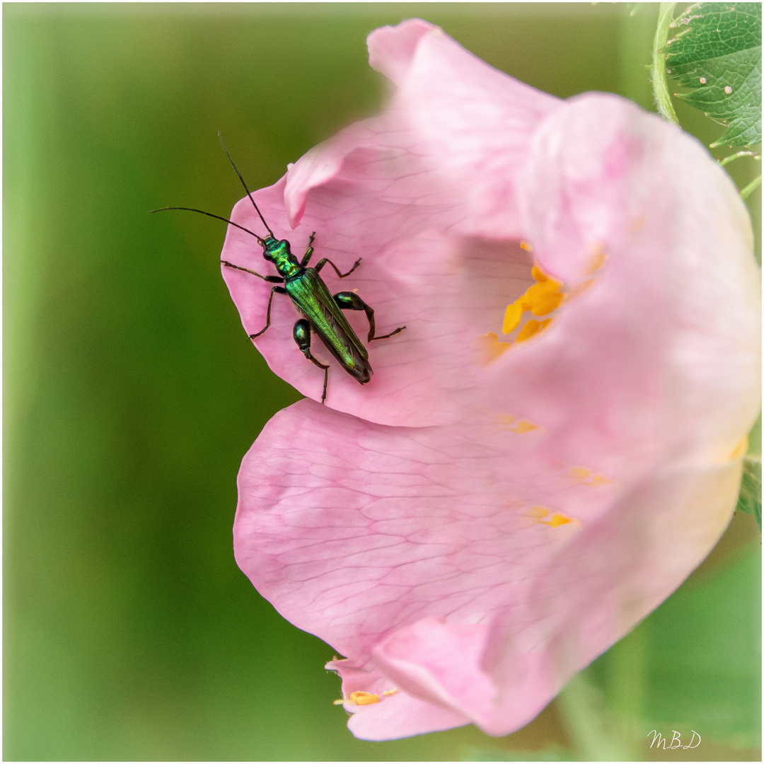 Grüner Scheinbockkäfer | Oedemera nobilis