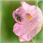 Grüner Scheinbockkäfer | Oedemera nobilis