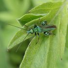 Grüner Scheinbockkäfer (Oedemera nobilis)