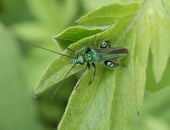 Grüner Scheinbockkäfer (Oedemera nobilis)