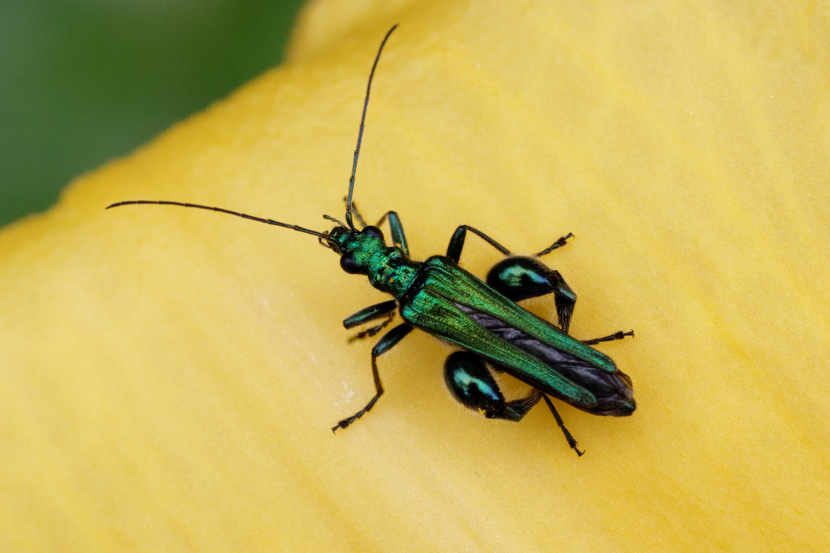 Grüner Scheinbockkäfer (Oedemera nobilis)