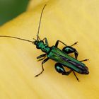 Grüner Scheinbockkäfer (Oedemera nobilis)