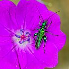 Grüner Scheinbockkäfer (Oedemera nobilis)