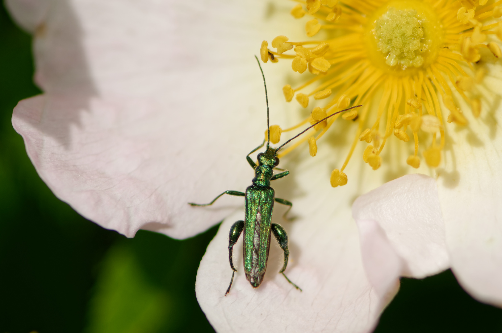 Grüner Scheinbockkäfer (Oedemera nobilis)