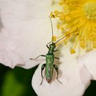 Grüner Scheinbockkäfer (Oedemera nobilis)