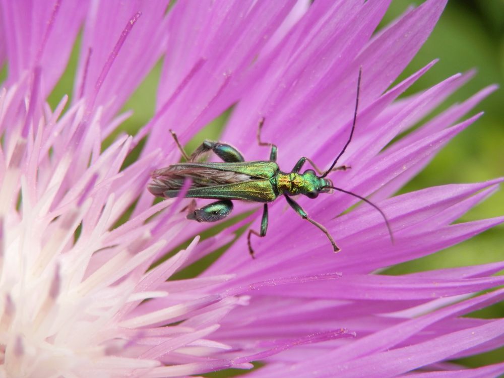 Grüner Scheinbockkäfer (Oedemera nobilis)