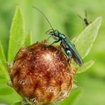 Grüner Scheinbockkäfer (Oedemera nobilis) auf Flockenblume