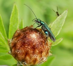 Grüner Scheinbockkäfer (Oedemera nobilis) auf Flockenblume