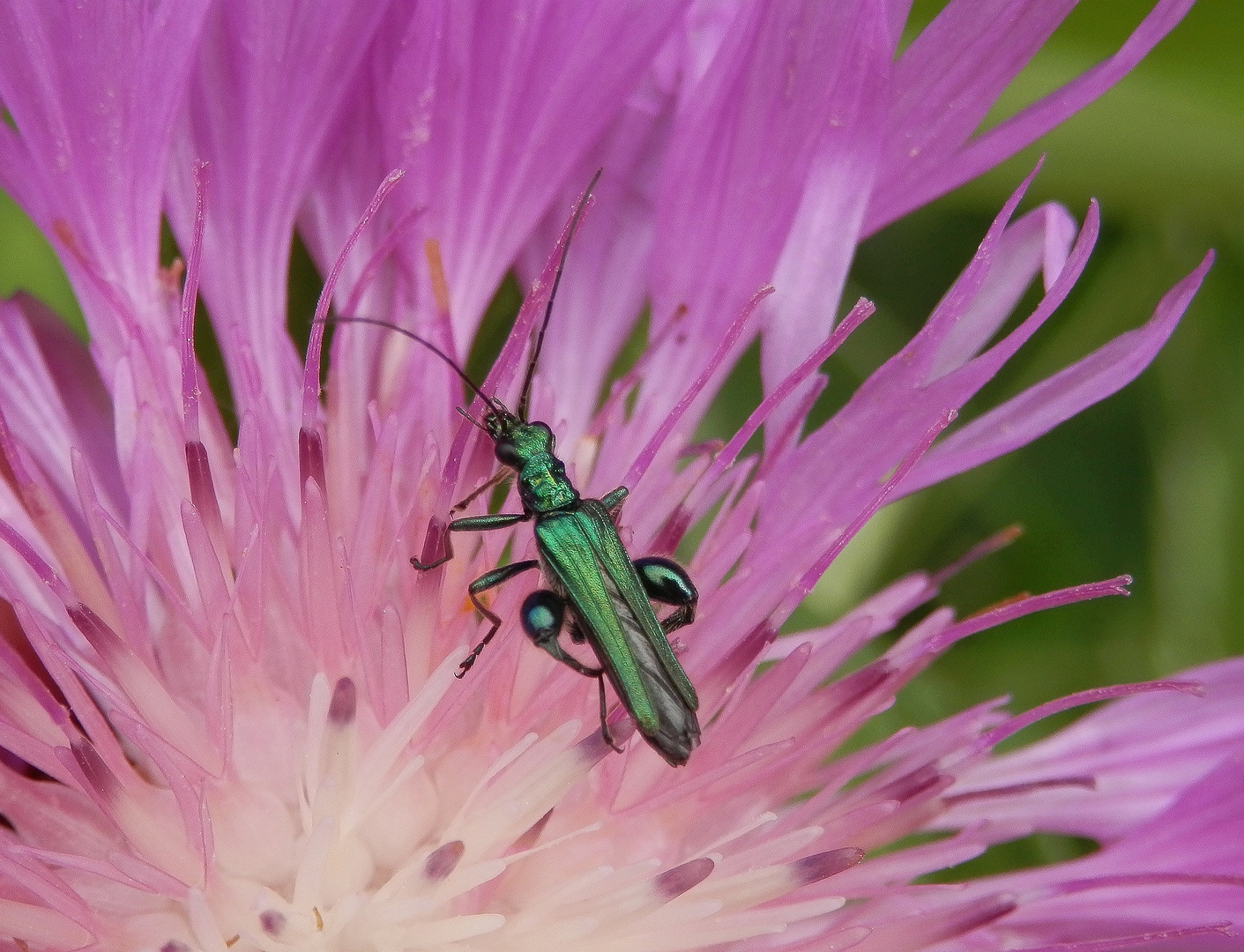 Grüner Scheinbockkäfer (Oedemera nobilis) auf Flockenblume