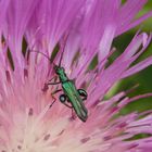 Grüner Scheinbockkäfer (Oedemera nobilis) auf Flockenblume