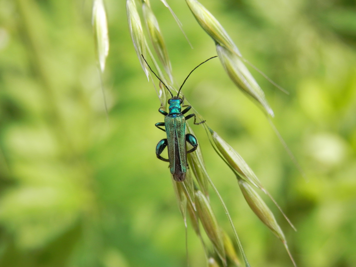 Grüner Scheinbockkäfer (Oedemera nobilis) auf Gras