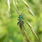 Grüner Scheinbockkäfer (Oedemera nobilis) auf Gras