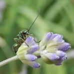 Grüner Scheinbockkäfer (Oedemera nobilis) auf Lavendel