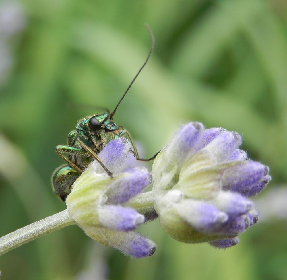 Grüner Scheinbockkäfer (Oedemera nobilis) auf Lavendel