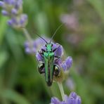 Grüner Scheinbockkäfer (Oedemera nobilis) auf Lavendel