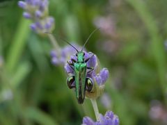 Grüner Scheinbockkäfer (Oedemera nobilis) auf Lavendel