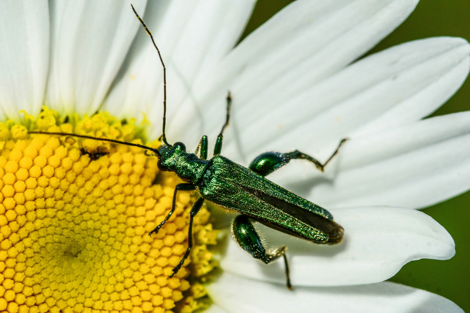 Grüner Scheinbockkäfer (Oedemera nobilis)