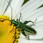 Grüner Scheinbockkäfer (Oedemera nobilis)