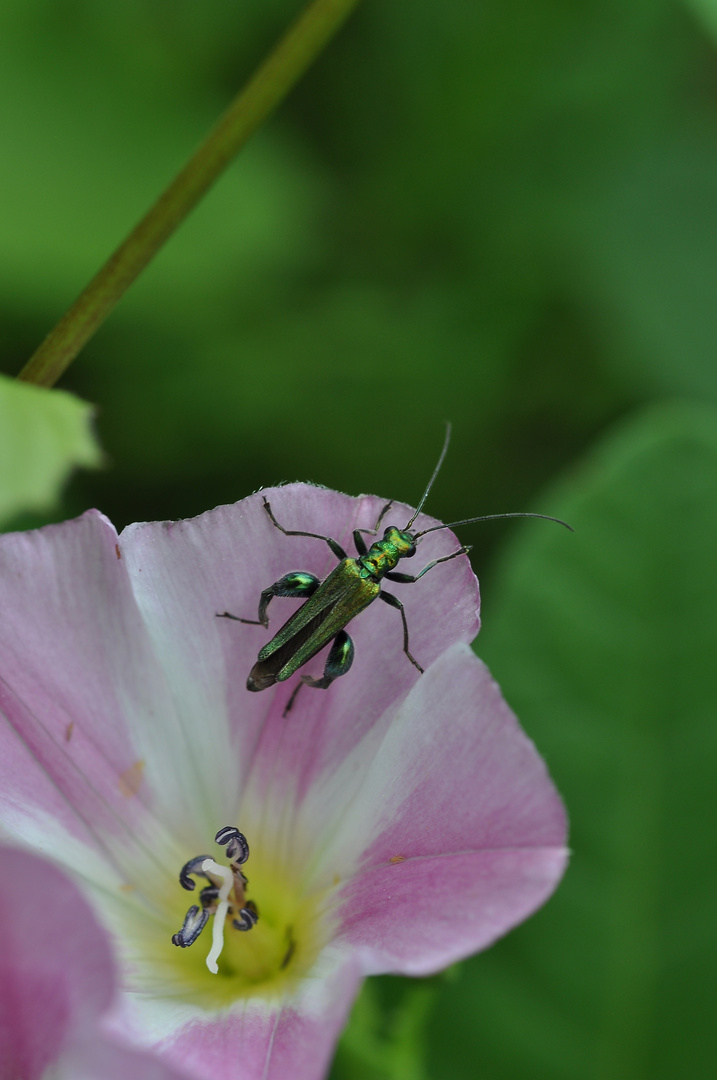 Grüner Scheinbockkäfer, Oedemera nobilis, Blaugrüner Schenkelkäfer