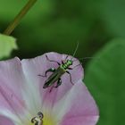 Grüner Scheinbockkäfer, Oedemera nobilis, Blaugrüner Schenkelkäfer