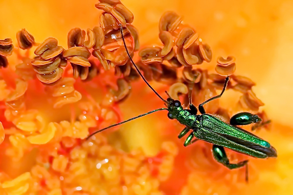 Grüner Scheinbockkäfer [Oedemera nobilis]