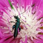 Grüner Scheinbockkäfer (Oedemera nobilis) - Männchen