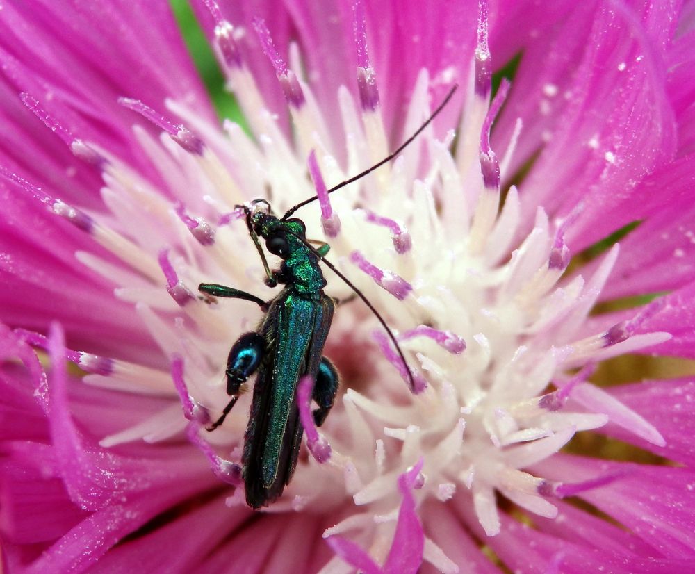 Grüner Scheinbockkäfer (Oedemera nobilis) - Männchen