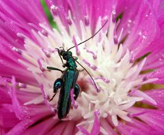 Grüner Scheinbockkäfer (Oedemera nobilis) - Männchen