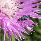 Grüner Scheinbockkäfer (Oedemera nobilis) - Männchen