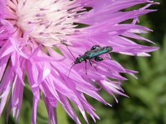 Grüner Scheinbockkäfer (Oedemera nobilis) - Männchen