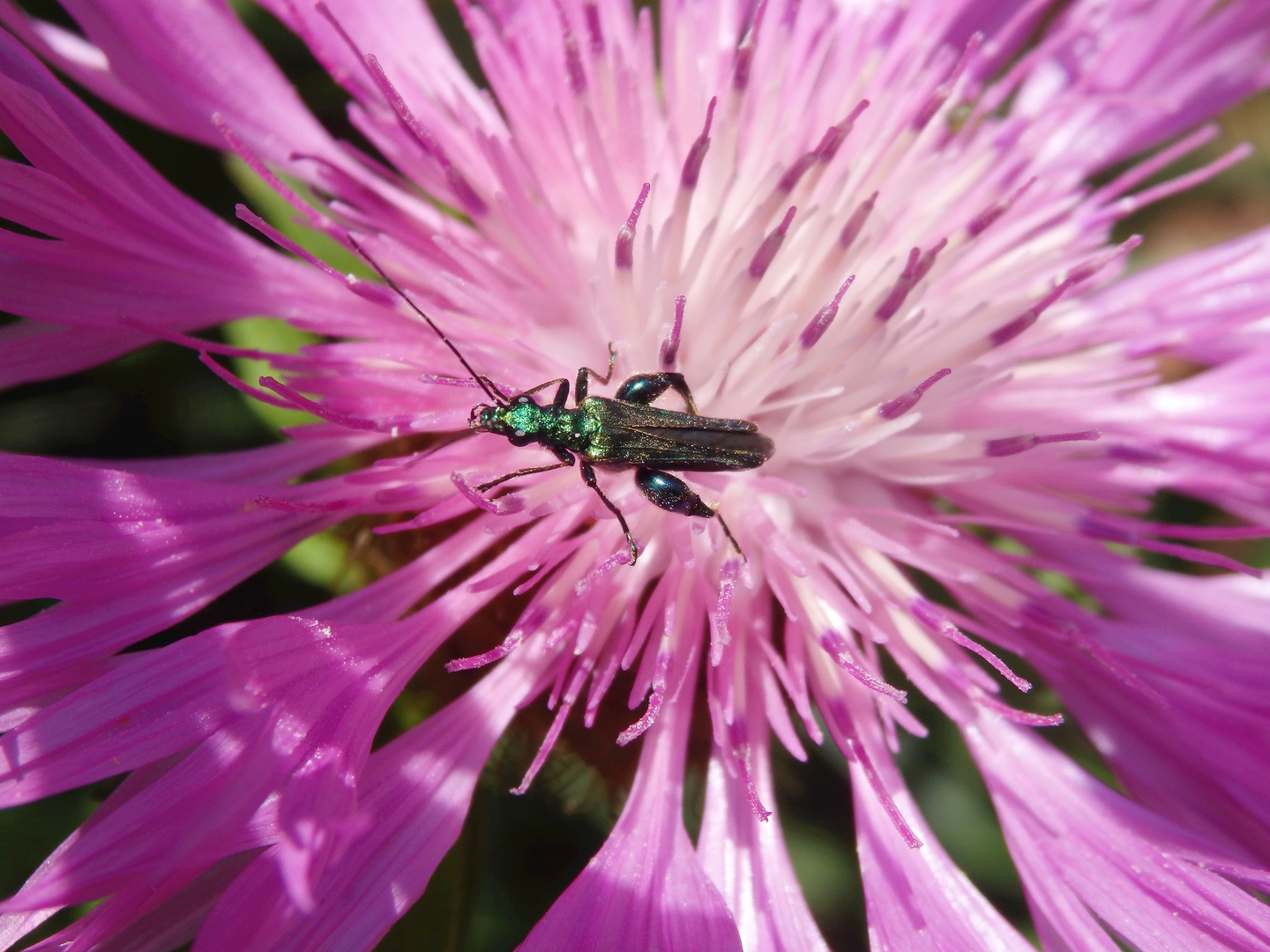 Grüner Scheinbockkäfer (Oedemera nobilis) - Männchen