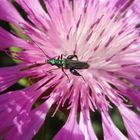 Grüner Scheinbockkäfer (Oedemera nobilis) - Männchen