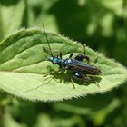 Grüner Scheinbockkäfer (Oedemera nobilis) - Männchen