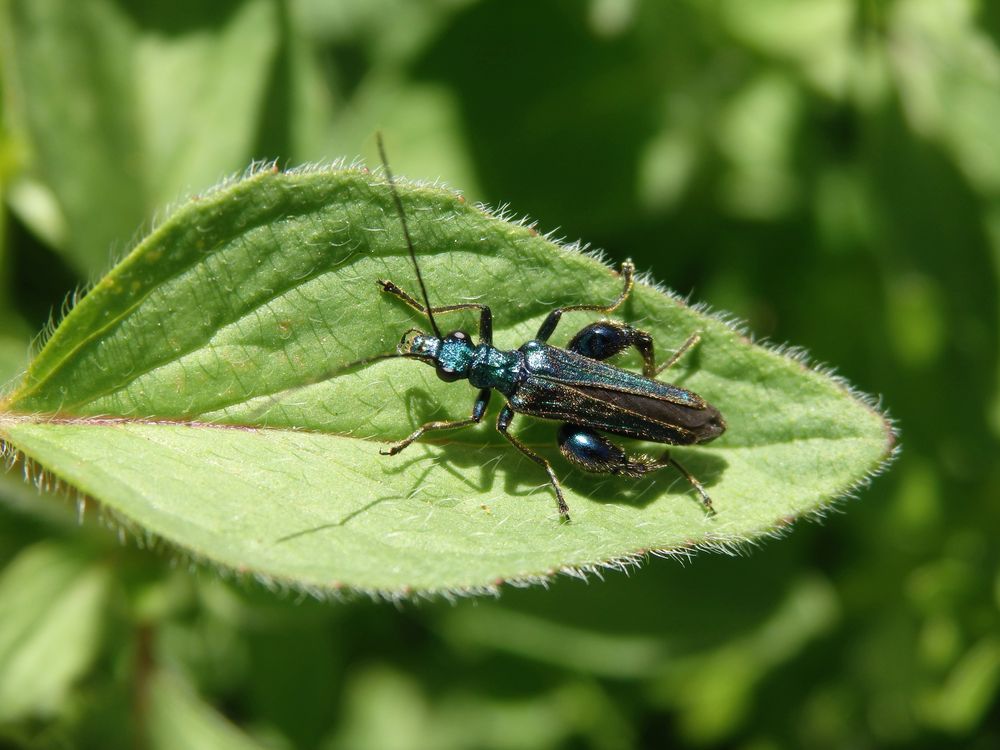 Grüner Scheinbockkäfer (Oedemera nobilis) - Männchen