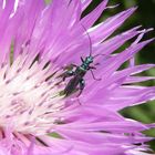 Grüner Scheinbockkäfer (Oedemera nobilis) - Männchen