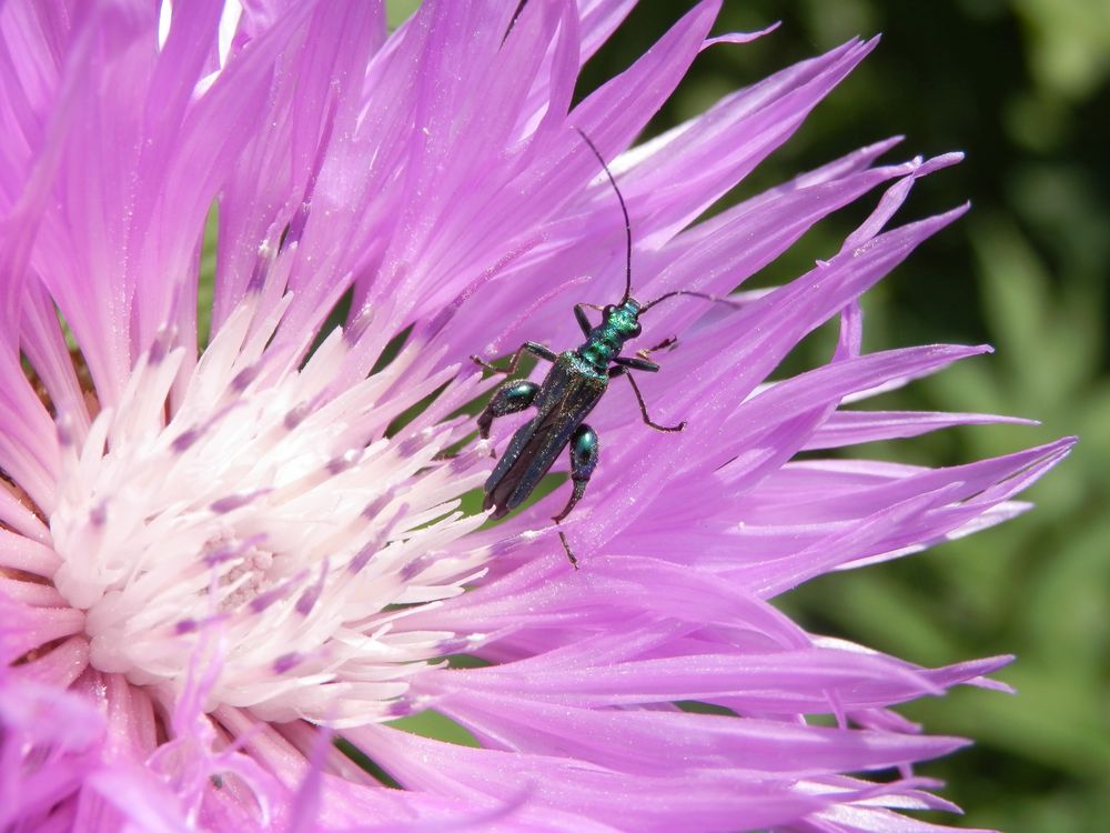 Grüner Scheinbockkäfer (Oedemera nobilis) - Männchen