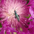 Grüner Scheinbockkäfer (Oedemera nobilis) - Männchen