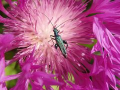 Grüner Scheinbockkäfer (Oedemera nobilis) - Männchen