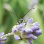 Grüner Scheinbockkäfer (Oedemera nobilis) - Männchen in der Frontalansicht