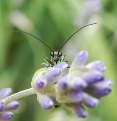 Grüner Scheinbockkäfer (Oedemera nobilis) - Männchen in der Frontalansicht