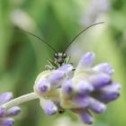 Grüner Scheinbockkäfer (Oedemera nobilis) - Männchen in der Frontalansicht