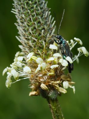 Grüner Scheinbockkäfer (Oedemera nobilis) Männchenan auf Spitzwegerich