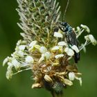 Grüner Scheinbockkäfer (Oedemera nobilis) Männchenan auf Spitzwegerich